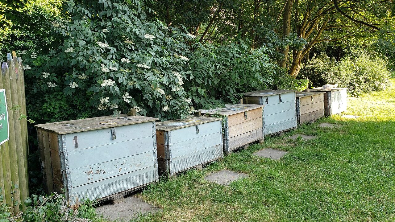 Row of wooden compost bins in a community garden