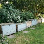 Row of wooden compost bins in a community garden