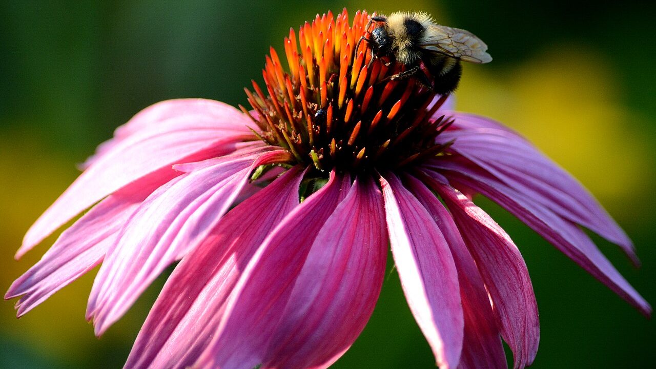 Bumblebee feeding on a native purple coneflower