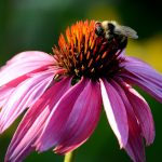 Bumblebee feeding on a native purple coneflower