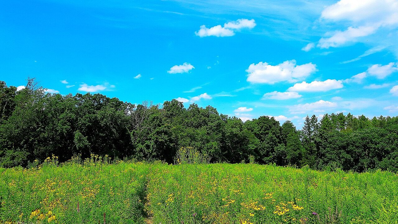 Restored Wisconsin wildflower prairie under a blue sky