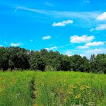Restored Wisconsin wildflower prairie under a blue sky