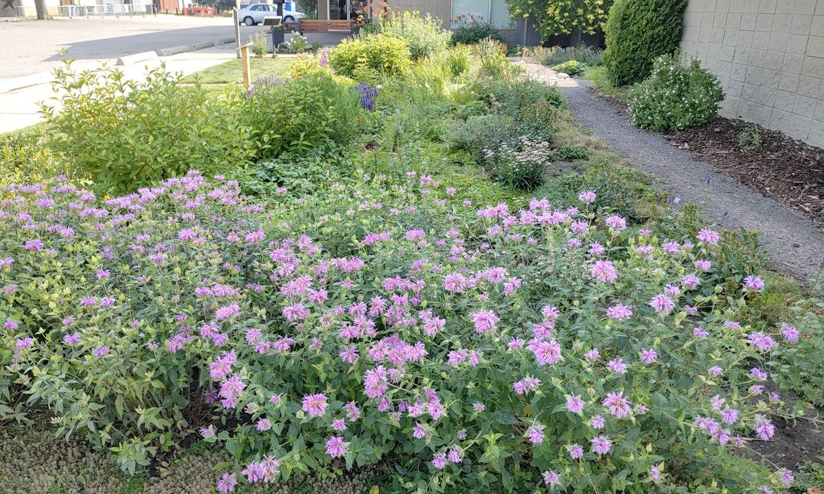 Flowering residential rain garden collecting water from a roof