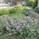 Flowering residential rain garden collecting water from a roof