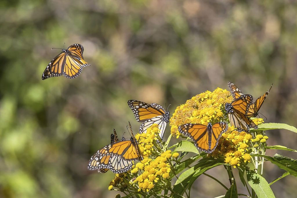Monarch butterflies feeding on yellow flowers