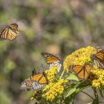 Monarch butterflies feeding on yellow flowers