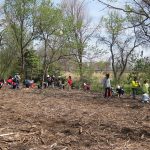 Volunteers planting native trees and shrubs in a restored natural area